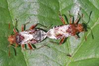 Rhopalus subrufus