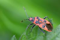 Corizus hyoscyami