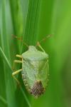 Palomena prasina