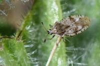 Tingis cardui