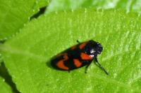 Cercopis vulnerata