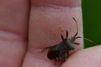 Coreus marginatus