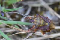 Carpocoris purpureipennis