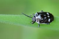 Eurydema oleracea