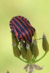 Graphosoma italicum