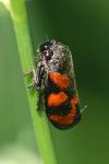 Cercopis vulnerata