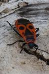 Pyrrhocoris apterus