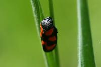 Cercopis vulnerata