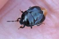 Legnotus limbosus