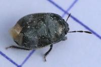 Legnotus limbosus