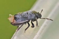 Legnotus limbosus
