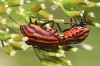 Graphosoma italicum