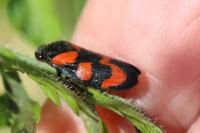 Cercopis vulnerata