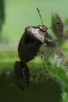 Stagonomus venustissimus