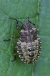 Pentatoma rufipes