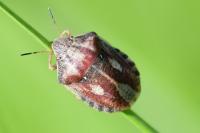 Eurygaster testudinaria