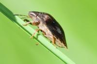 Eurygaster testudinaria