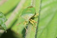 Palomena prasina