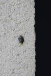 Tritomegas bicolor