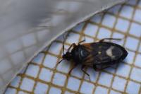 Lyctocoris dimidiatus