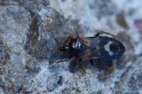 Lyctocoris dimidiatus