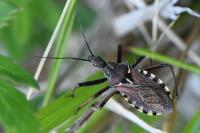 Rhynocoris erythropus