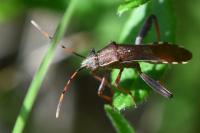 Camptopus lateralis