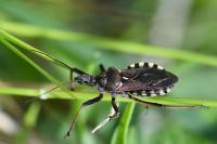 Rhynocoris erythropus