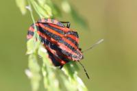 Graphosoma italicum
