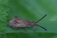 Coriomeris denticulatus