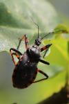Rhynocoris annulatus