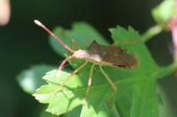 Gonocerus acuteangulatus