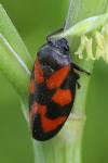 Cercopis vulnerata