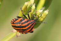 Graphosoma italicum