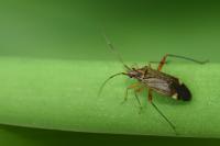 Closterotomus fulvomaculatus