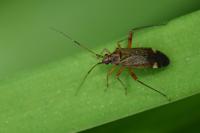 Closterotomus fulvomaculatus