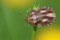 Eurygaster testudinaria