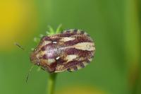 Eurygaster testudinaria