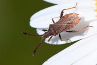 Coriomeris denticulatus
