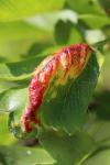 Dysaphis