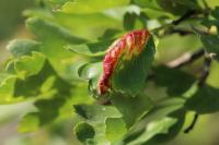 Dysaphis