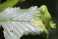 Tetraneura