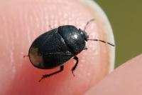 Legnotus limbosus