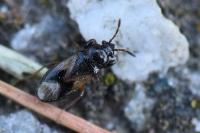 Megalonotus praetextatus