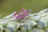 Dolycoris baccarum