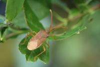 Gonocerus acuteangulatus