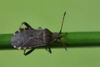 Ceraleptus gracilicornis