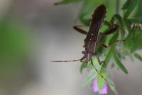 Camptopus lateralis