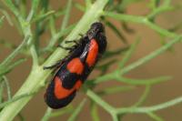 Cercopis vulnerata