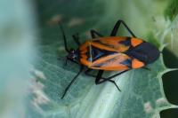 Brachycoleus triangularis